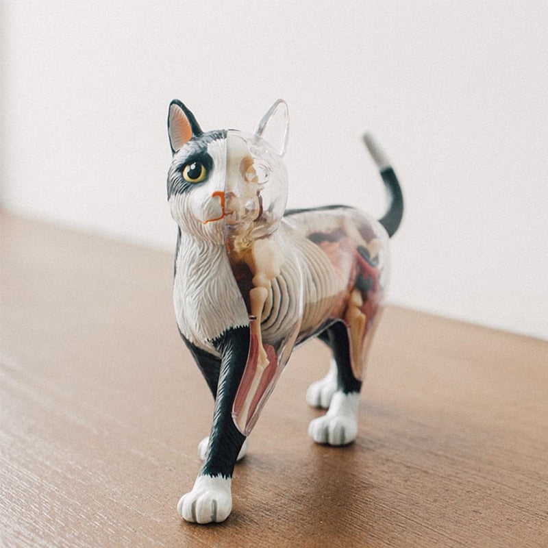 4D Master Vision THE DISSECTED CAT Funny ANATOMY MODEL Medical Skull Skeleton Anatomical Model Science Educational Anime Toys