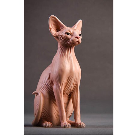 Soldier Element 1/6 Soldier Scene Accessories Canadian Hairless Cat Model Suite