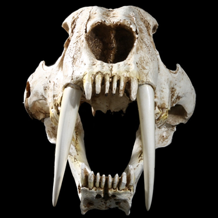 Resin American Ancient Animals Saber Tooth Cat Tiger Skull Model Sabertooth Smilodon Fatalis Specimen Model Animal Skeleton Gift